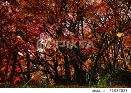 赤く色付いた紅葉が一面に広がる用作公園の秋 71887623