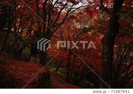 赤く色付いた紅葉が一面に広がる用作公園の秋 赤く色付いた紅葉が一面に広がる用作公園の秋 71887641