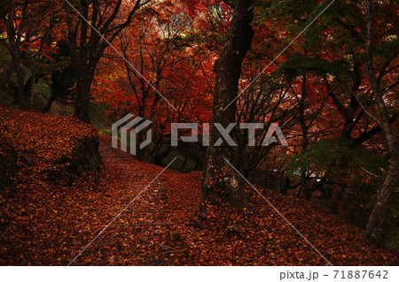 赤く色付いた紅葉が一面に広がる用作公園の秋 赤く色付いた紅葉が一面に広がる用作公園の秋 71887642