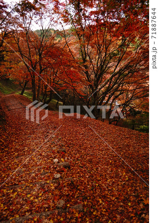 赤く色付いた紅葉が一面に広がる用作公園の秋 71887644