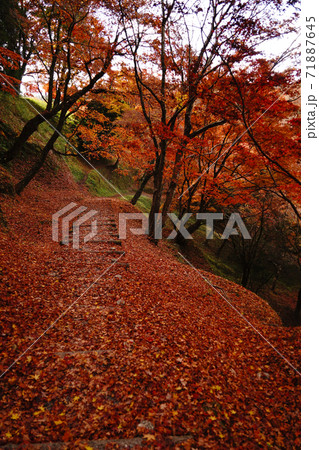 赤く色付いた紅葉が一面に広がる用作公園の秋 71887645