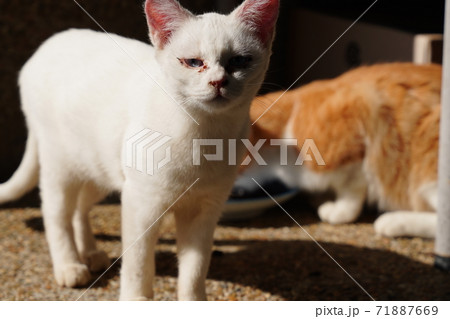 警戒心旺盛な仲良し野良猫お兄ちゃんと一緒にご飯を食べる捨て猫の妹白猫の写真素材