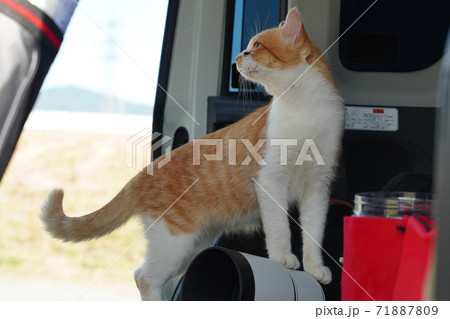 顔見知りの野良猫茶白オスが車の中がキチンと手入れされているかチェックしている 顔見知りの野良猫茶白オスが車の中がキチンと手入れされているかチェックしている 71887809