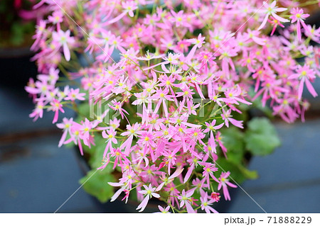 ダイモンジソウの花 71888229