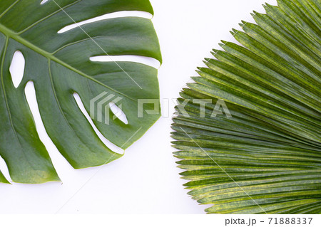 Monstera plant leaves with palm leaves on white background. Top view 71888337