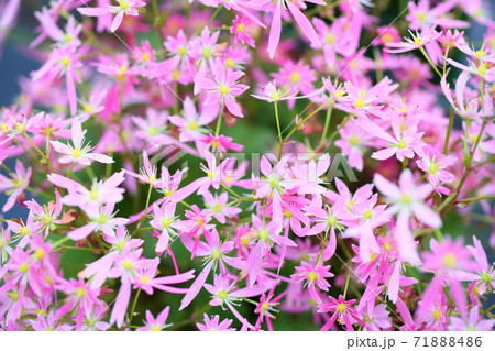 ダイモンジソウの花 71888486