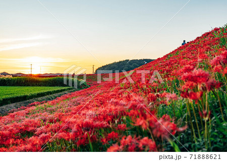 彼岸花　半田 71888621