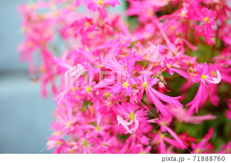 ダイモンジソウの花 ダイモンジソウの花 71888760