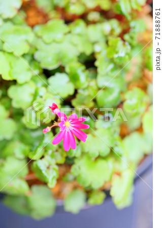 ダイモンジソウの花 ダイモンジソウの花 71888761