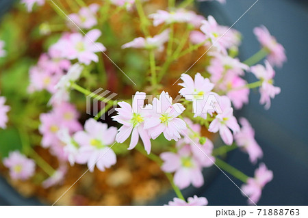 ダイモンジソウの花 71888763