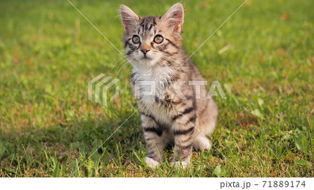 Beautiful fluffy kitten on the green grass. 71889174