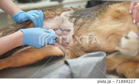 Postoperative examination in a dog at a veterinary clinic. 71889227