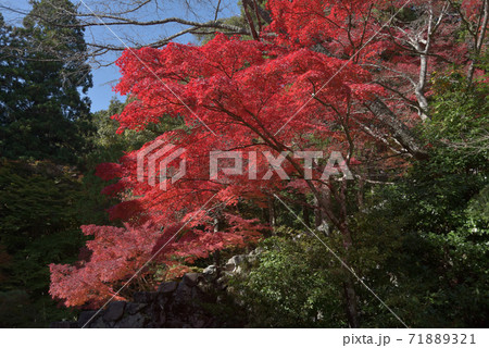 秋の神護寺　境内の紅葉　京都市 71889321