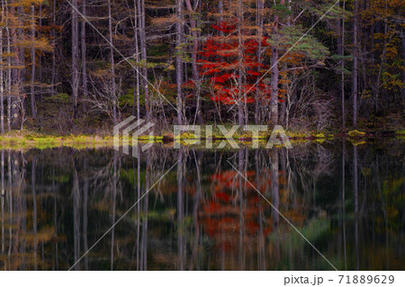 長野県茅野市　御射鹿池の紅葉 71889629