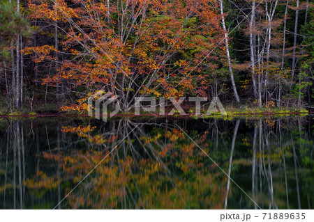 長野県茅野市　御射鹿池の紅葉 71889635