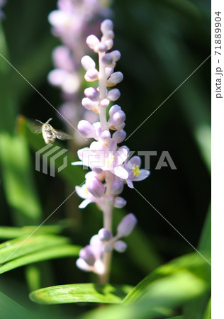 ヤブラン 真っ直ぐに伸びた花の房 ハチが飛んでいる ヤブラン 真っ直ぐに伸びた花の房 ハチが飛んでいる 71889904