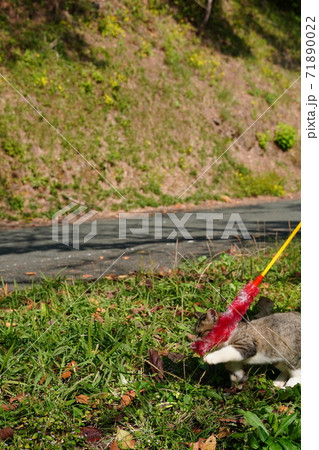 初めての猫じゃらし遊びに大興奮で大ジャンプするキジトラ白の野良猫子猫兄弟 初めての猫じゃらし遊びに大興奮で大ジャンプするキジトラ白の野良猫子猫兄弟 71890022