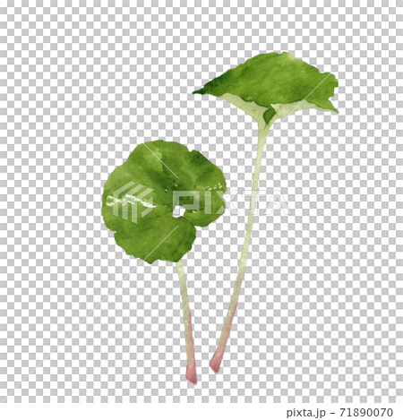 蕗葉的水彩畫 蕗葉的水彩畫 71890070