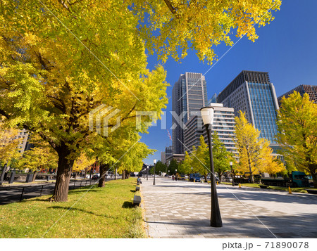 東京都　丸の内オフィスビル街とイチョウ並木　 71890078
