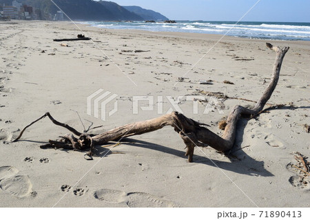 海岸に漂着した流木 海岸に漂着した流木 71890413