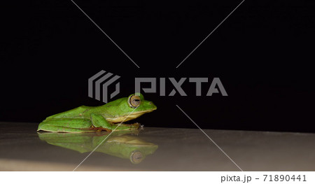 Sleepy Green Frog at Night Sleepy Green Frog at Night 71890441