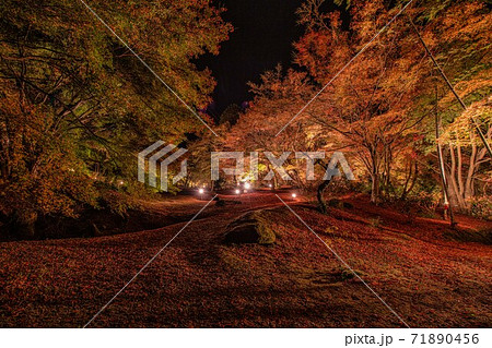 紅葉の庭園 夜の三十路苑長崎県雲仙市 紅葉の庭園 夜の三十路苑長崎県雲仙市 71890456