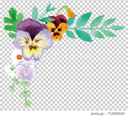 Pansy (violet, viola) frame upper left white background Pansy (violet, viola) frame upper left white background 71890565