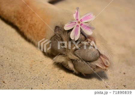 柴犬の肉球とかわいいお花の写真素材 7109