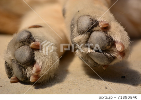 柴犬の肉球の写真素材