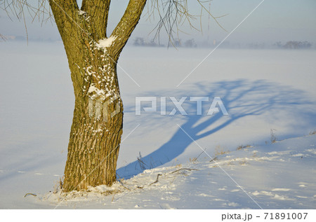 winter tree trunk shadow on snow and morning mist 71891007