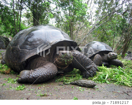 ガラパゴスゾウガメ 71891217