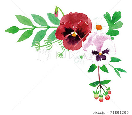 パンジー すみれ ビオラ フレーム 右上 白背景のイラスト素材