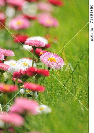 花壇の芝生から咲きているデイジーの花の写真素材