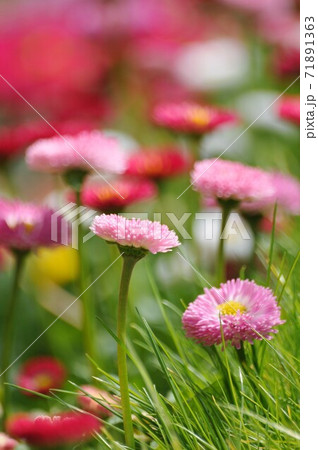 花壇の芝生から咲きているデイジーの花の写真素材