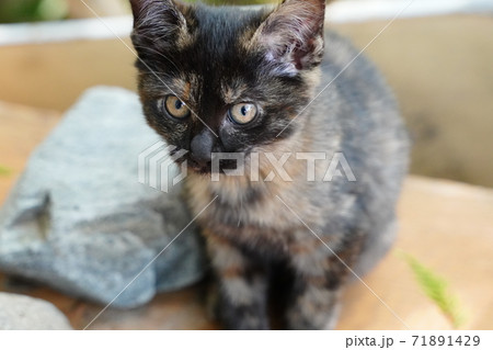 薄暗い竹藪の中でご飯を食べる錆柄お母さんと可愛い子猫達の写真素材