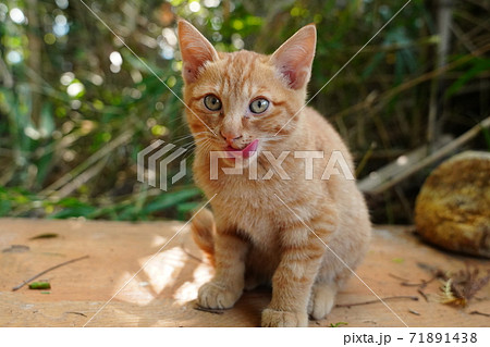 薄暗い竹藪の中でご飯を食べる錆柄お母さんと可愛い子猫達 71891438