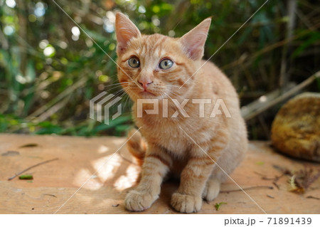 薄暗い竹藪の中でご飯を食べる錆柄お母さんと可愛い子猫達 71891439