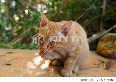 薄暗い竹藪の中でご飯を食べる錆柄お母さんと可愛い子猫達 薄暗い竹藪の中でご飯を食べる錆柄お母さんと可愛い子猫達 71891440
