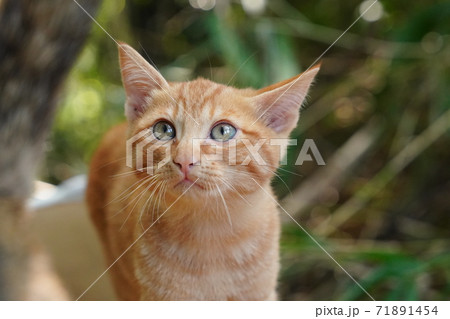 薄暗い竹藪の中でご飯を食べる錆柄お母さんと可愛い子猫達 薄暗い竹藪の中でご飯を食べる錆柄お母さんと可愛い子猫達 71891454