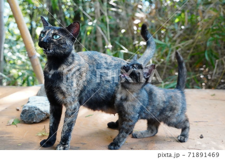 薄暗い竹藪の中でご飯を食べる錆柄お母さんと可愛い子猫達 71891469