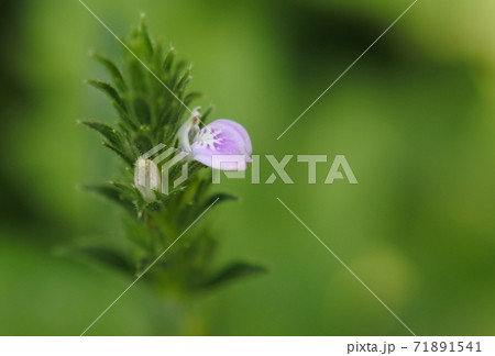 キツネノマゴ　薄紫の小さな可愛い花とその蕾 71891541