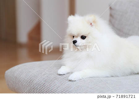 ソファに座ってリラックスするオスのポメラニアンの写真素材 ソファに座ってリラックスするオスのポメラニアンの写真素材