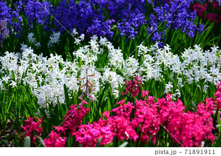 色とりどりのヒヤシンスの花畑の写真素材