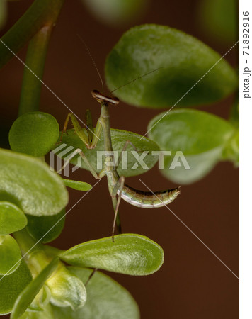 Unicorn Mantis Nymph 71892916