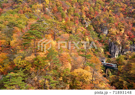 紅葉の鳴子峡を走る列車 71893148