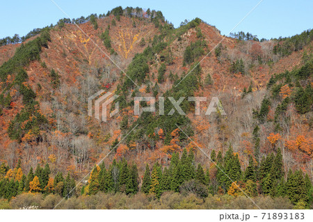 里山の冬木立と常緑針葉樹と残り紅葉 福島県只見町 里山の冬木立と常緑針葉樹と残り紅葉 福島県只見町 71893183