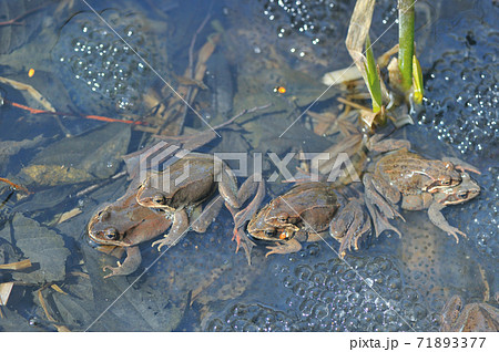 抱接するエゾアカガエルのペア(北海道・鶴居村) 抱接するエゾアカガエルのペア(北海道・鶴居村) 71893377