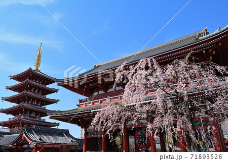 浅草寺の桜 71893526