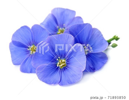 Flax flowers on white backgrounds. 71893850