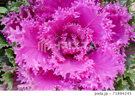 秋冬を彩る葉牡丹05 71894245